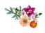 LEGO® Botanicals 10342 Krásná kytice růžových květin