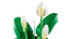 LEGO® Botanicals 11504 Lopatkovec