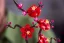 LEGO® Botanicals 10369 Kwiat śliwy
