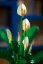LEGO® Botanicals 11504 Lopatkovec