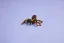 LEGO® Creator 31159 Divoká zvířata: Překvapivý pavouk