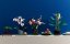 LEGO® Creator Expert 10311 Orchidea